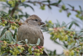 <p>VRABEC DOMÁCÍ (Passer domesticus) /House sparrow - Haussperling/</p>